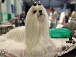 DIVA 
