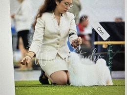 Miss Dolly punto obligatorio  latín winner 2026
