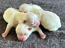 PUPPIES 01-09-2025